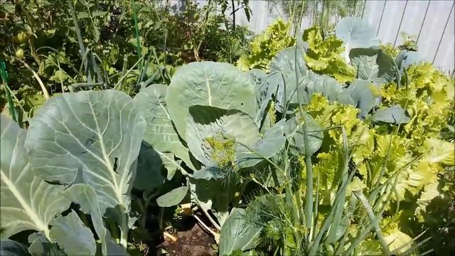 Смешанные посадки. 2016: Капуста + сельдерей + компания смотреть онлайн