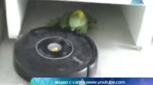 Чудо техники с Сергеем Малозёмовым Роботы Пылесосы