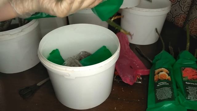 РОЗЫ СО СВЕТОФОРА. Что делать после покупки? смотреть онлайн