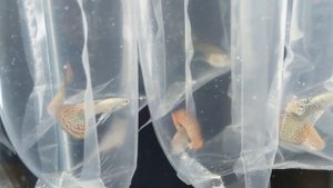 Красивейшие Гуппи Dumbo Red Dragon Ribbon guppies