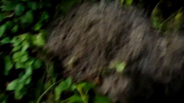 Что можно найти в лесу за час? Очередная удача! смотреть онлайн