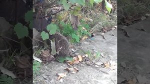 Ёжик готовится к спячке