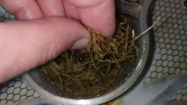 Утро Сюрпризов?. Кладки и детки улиточек.