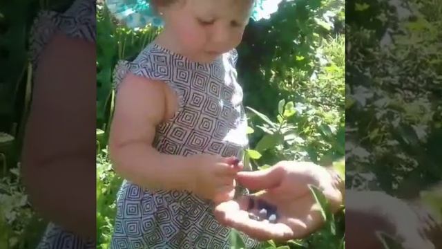 У прабабушки самая вкусная ягода. Самый красивый сад смотреть онлайн