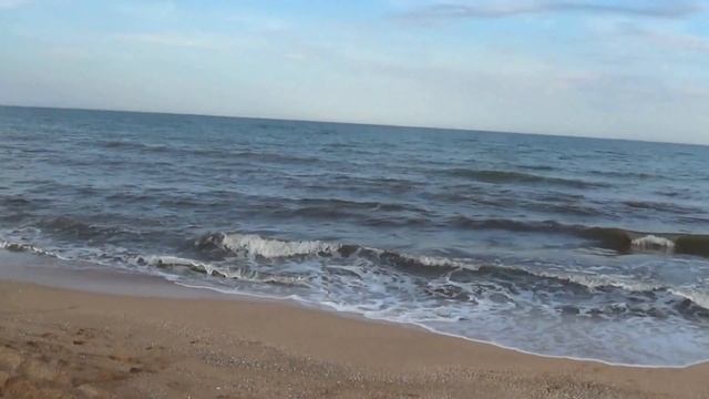 Рыба пеленгас:  Ловля пеленгаса в Азовском море 2015