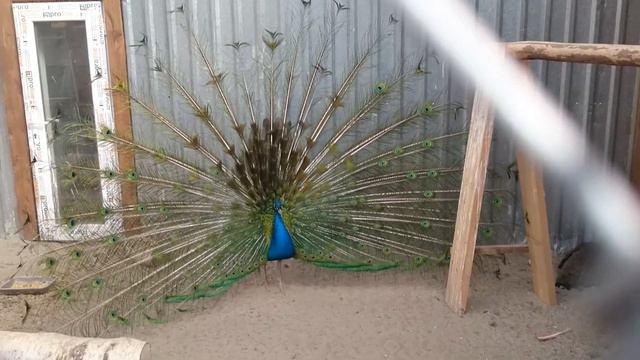 Павлин самая красивая птица смотреть онлайн