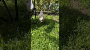 Хороший день 🥰 #чихуахуа #chihuahua #animals #puppy #shortvideo #video #videos #dog #дача