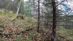 Охота с Фокстерьером на рябчика в Манской тайге. Красноярский край, Восточный Саян. 15.09.2022