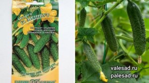 ОГУРЦЫ ДЛЯ ЛЕНИВЫХ! Самый неприхотливый, урожайный сорт! Посадите - не пожалеете