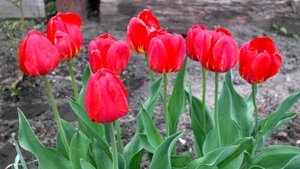 ТЮЛЬПАНЫ
