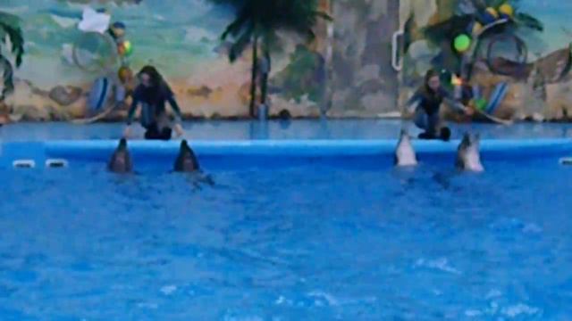 Дельфины поют смотреть онлайн