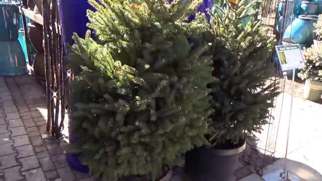 Blackhills Spruce as a Living Christmas Tree смотреть онлайн