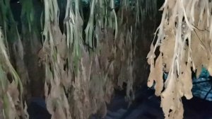 О сушке. Табак и махорка 2021