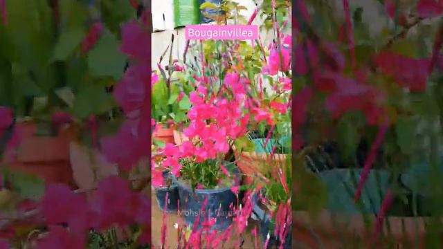 Pink Bougainvillea | Mohsin'S Garden смотреть онлайн
