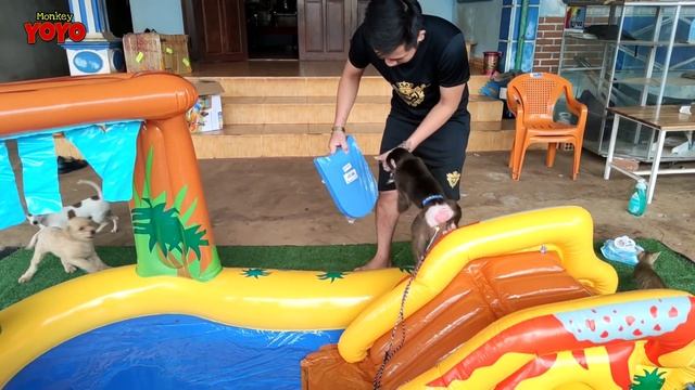 YoYo JR plays with the new swimming pool