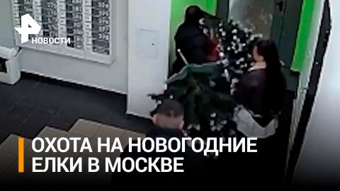 Охота на новогодние ели и нездоровый ажиотаж: в России крадут символы праздника / РЕН Новости