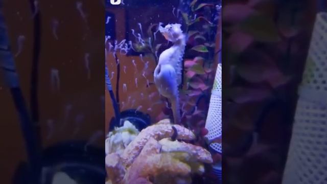 Рождение маленький морских коньков ?A Seahorse giving birth up close!!!