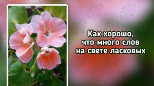 Как хорошо, что много слов на свете ласковых (+)