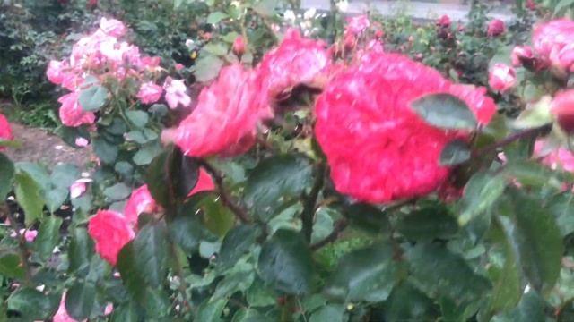 Цветение Стойких роз под дождём смотреть онлайн