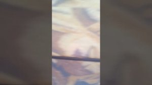 Флагман 380 с ходовым тентом