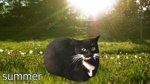 Maxwell the cat, but at different times of the year