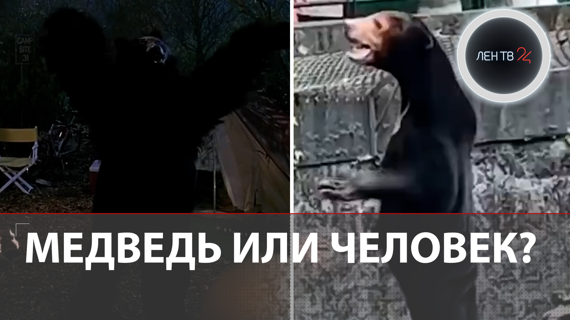 Медведь без кожи