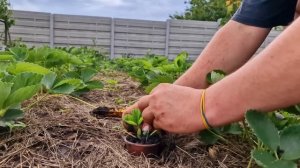 укореняем клубнику в стаканчики на кусту!