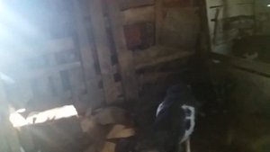 Из чего построен сарай для моих сельхоз животных