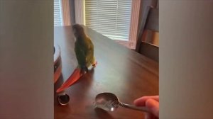 ПРИКОЛЫ С ЖИВОТНЫМИ ДО СЛЕЗ. Смешные КОТЫ 2023/ Приколы с КОТАМИ