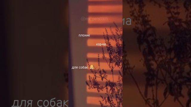 плохие корма для собак #корма #собаки #домашниеживотные смотреть онлайн