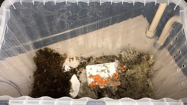 Ахатина ретикулята|Самая хитрая улитка смотреть онлайн