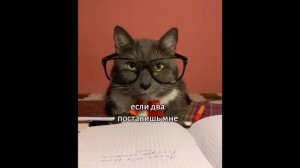 ЕСЛИ БЫ КОТИКИ ХОДИЛИ В ШКОЛУ ЛОТКОВ СНОВО В ДЕЛЕ