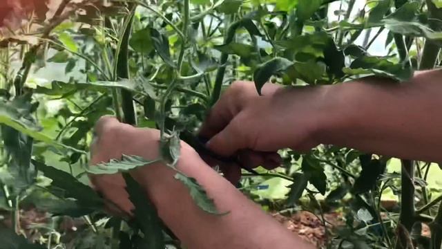 Формировка куста томата. Удаление листвы. Июнь 2021 смотреть онлайн