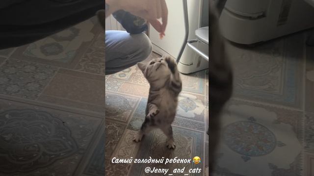 Самый голодный ребенок ?? #смешныевидео #забавныеживотные #британскиекотята #кошки #приколы #смех