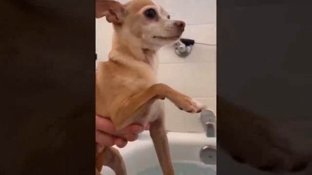 Смешные коты.