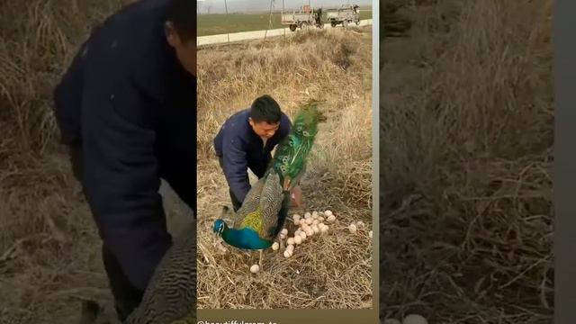 peacock egg funny video