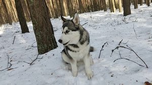 Хаски. Поведение ЗИМОЙ!