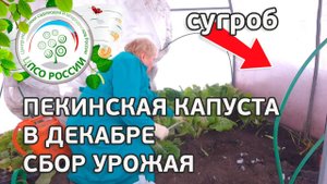 Выращивание пекинской капусты в теплице осенью. Собираем урожай пекинской капусты.