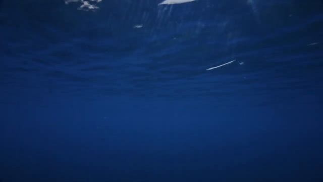 Deep Sea Whale Sounds, For Meditation And Deep Focus