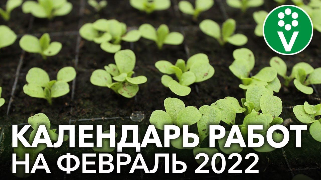 ЧТО ПОСЕЯТЬ В ФЕВРАЛЕ? И другие важные работы в саду, огороде и цветнике