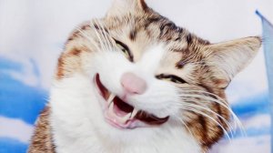 😺 Как дурачатся коты! 🐈 Смешное видео с котами и котятами для хорошего настроения! 😸