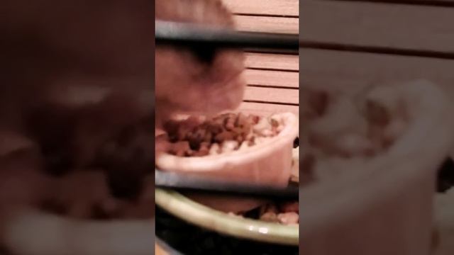 Показываю своего хомяка. Он кушает лакомство-тарталетки смотреть онлайн