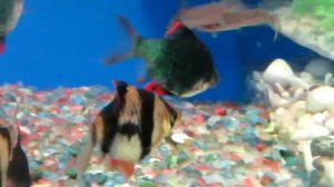 Барбус Мутант - Содержание и уход!