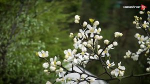 Astara Vetenimiz Azerbaycan /Астара Азербайджан