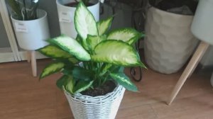 ?Немного цветочной красоты? #город61 #flowers #комнатныецветы #обзорцветов