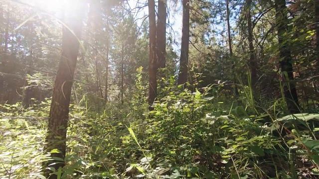 Музыка без авторских прав смотреть онлайн