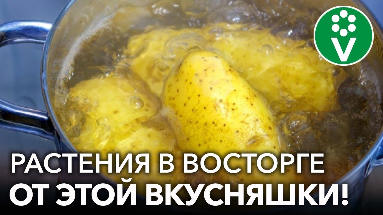 ВМЕСТО ДОРОГИХ УДОБРЕНИЙ готовлю натуральную подкормку для всех растений абсолютно бесплатно!