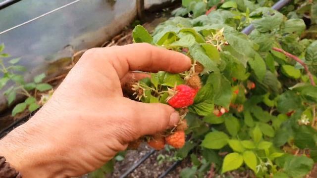 Вот такая малина зимой на Кубани Ремонтантная малина в теплице.