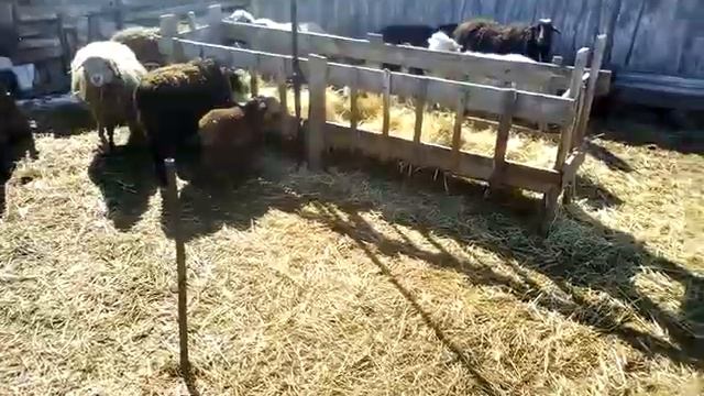 Что делать? если овца(первокотка)не принимает ягненка. смотреть онлайн