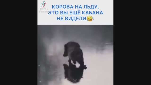 Не удачный день, Цитаты простых Россиян и Кабан на Льду)) #приколы2022 #приколы